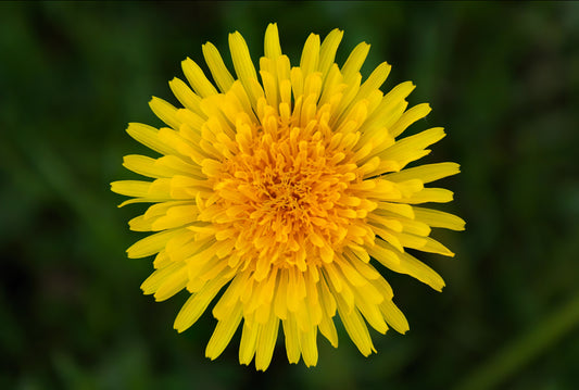 Dandelion Root Tea, Beauty in the roots