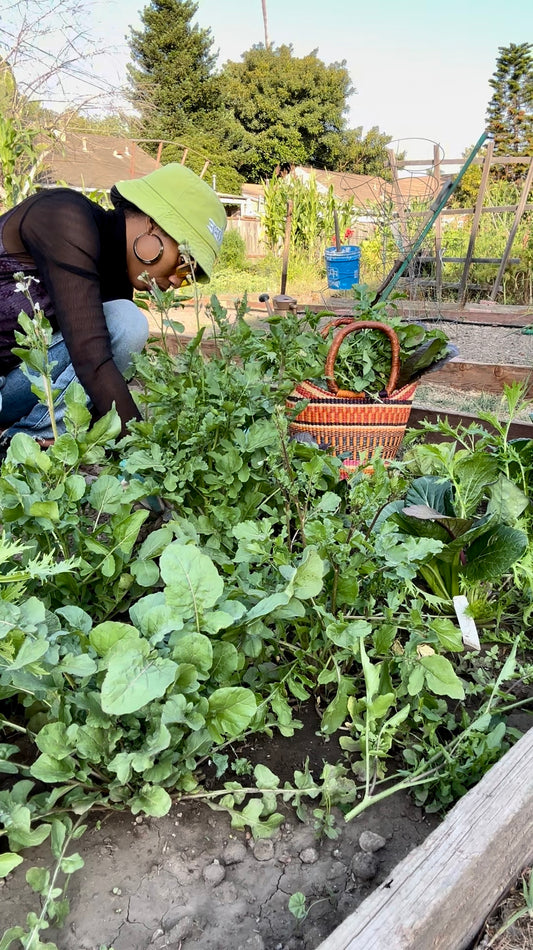 Community Garden in Santa Barbara